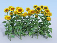 sunflower