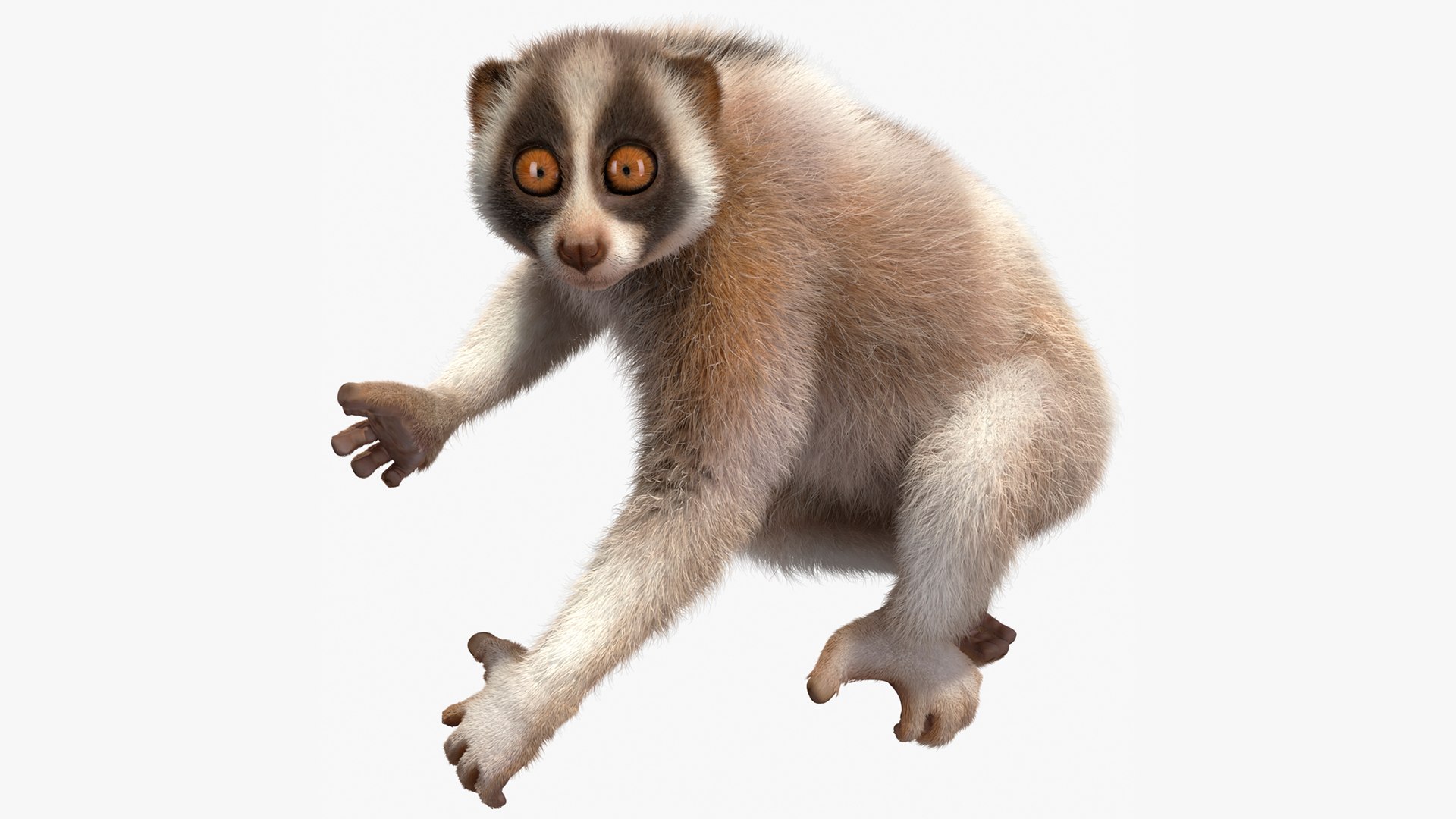 Nycticebus Bengalensis Fur 3D model preview