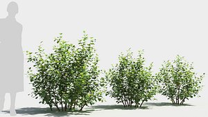3D model Betula pumila tree