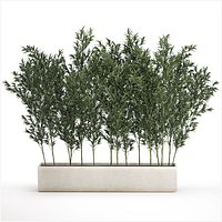 Bamboo thickets for landscaping and outdoors in a flowerpot