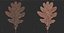 Acorns