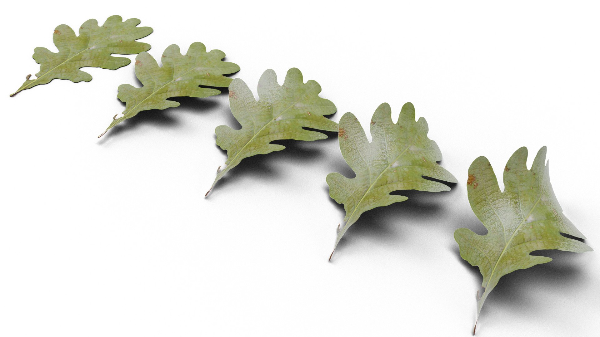 acorns leaf 3D https://p.turbosquid.com/ts-thumb/fk/nVfmCr/Fvb5H0lN/0008/jpg/1603915845/1920x1080/fit_q87/fd6bc9d9c7d5de6bfb8f6f90a0095ebde00e38f4/0008.jpg