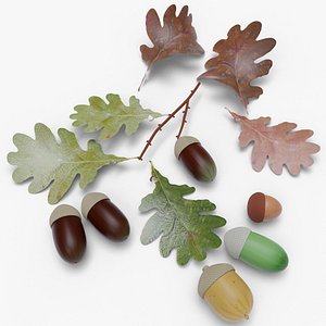 Acorns