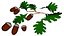 Acorns