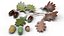 Acorns