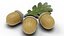 Acorns