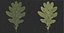 Acorns