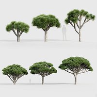 Dracaena draco Dragon tree