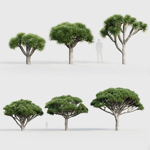 Dracaena draco Dragon tree