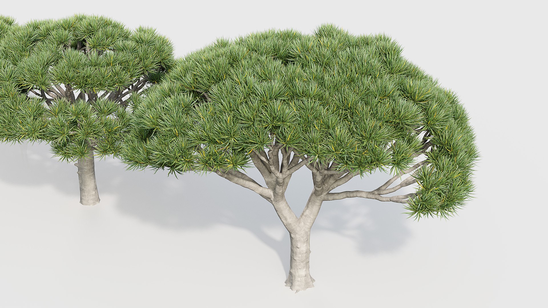 3D Model Dracaena Draco Dragon Tree - TurboSquid 2082646