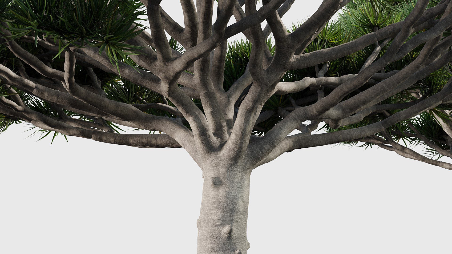 3D Model Dracaena Draco Dragon Tree - TurboSquid 2082646