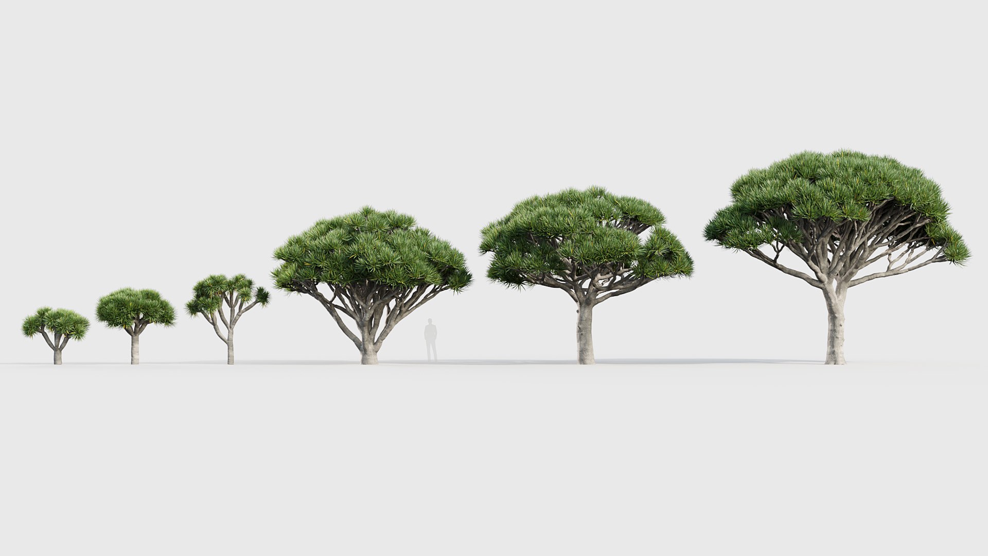 3D Model Dracaena Draco Dragon Tree - TurboSquid 2082646
