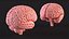 Modelo de cerebro humano de plástico para impresión 3D