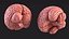 Modelo de cerebro humano de plástico para impresión 3D