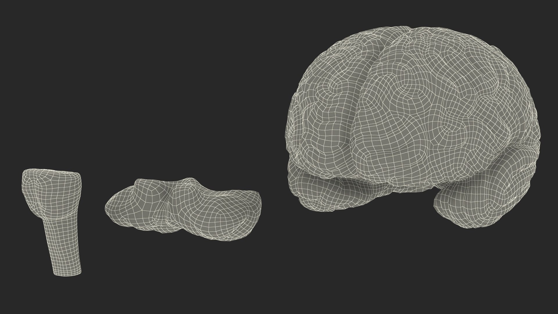 Human Brain Plastic Model for 3D Print 3D model https://p.turbosquid.com/ts-thumb/fl/5gCAe1/TD/humanbrainplasticmodelfor3dprint3dsmodel022/jpg/1727241421/1920x1080/fit_q87/945acafb4366b45d193da16756c5551ae7acbbd9/humanbrainplasticmodelfor3dprint3dsmodel022.jpg