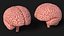 Modelo de cerebro humano de plástico para impresión 3D