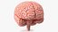 Modelo de cerebro humano de plástico para impresión 3D