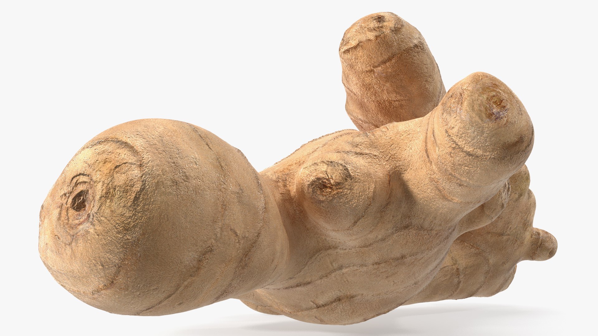 3D Ginger Without Part https://p.turbosquid.com/ts-thumb/fl/9rn3yT/0E/gingerwithoutpartc4dmodel010/jpg/1651218429/1920x1080/fit_q87/bc1b6069c87b174fcc47e7f7c5de8f4609a72d42/gingerwithoutpartc4dmodel010.jpg