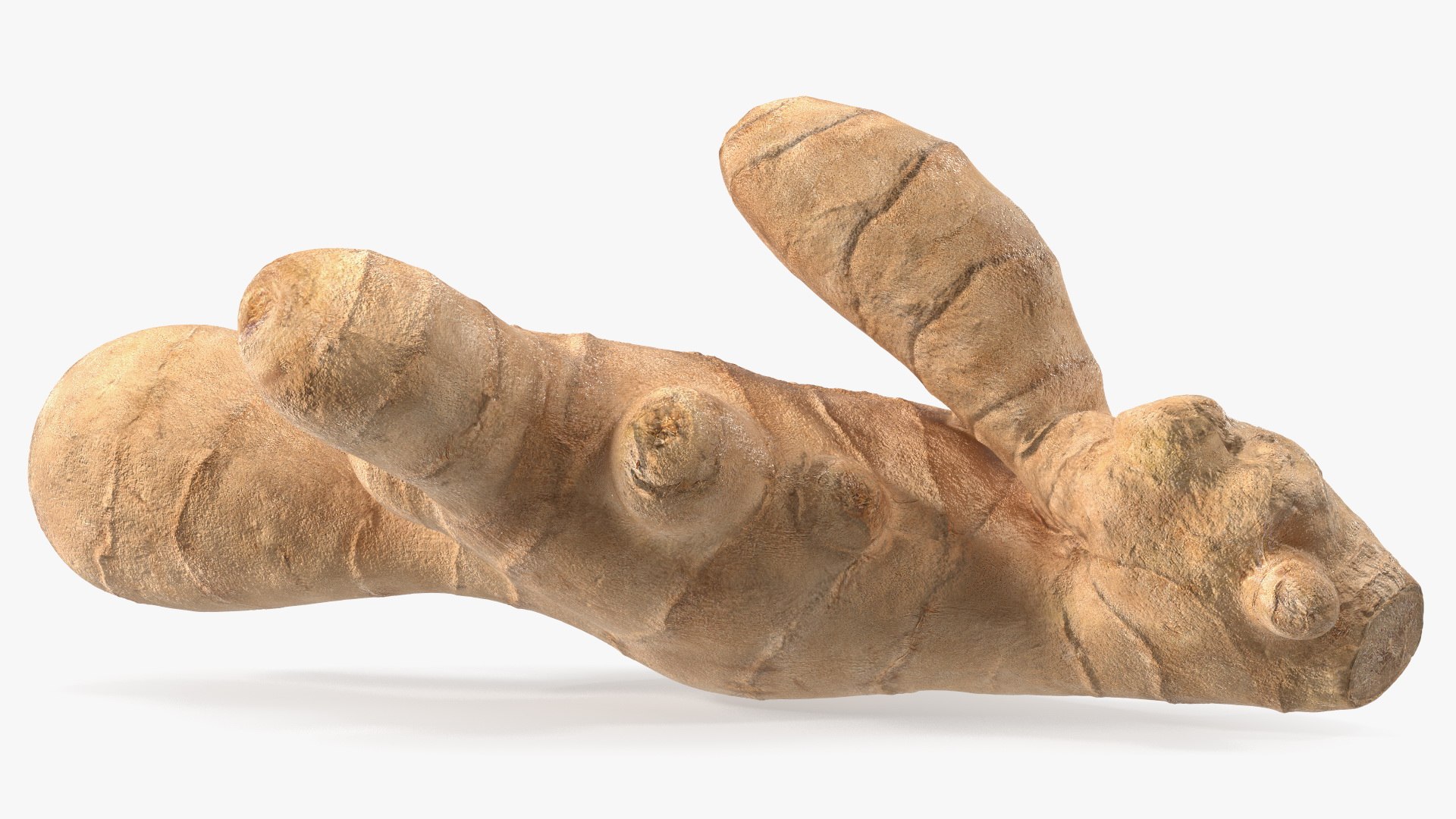 3D Ginger Without Part https://p.turbosquid.com/ts-thumb/fl/9rn3yT/UN/gingerwithoutpartc4dmodel009/jpg/1651218426/1920x1080/fit_q87/5eaa50e05a65690101c5b58c55b7d71e67aaa1ed/gingerwithoutpartc4dmodel009.jpg