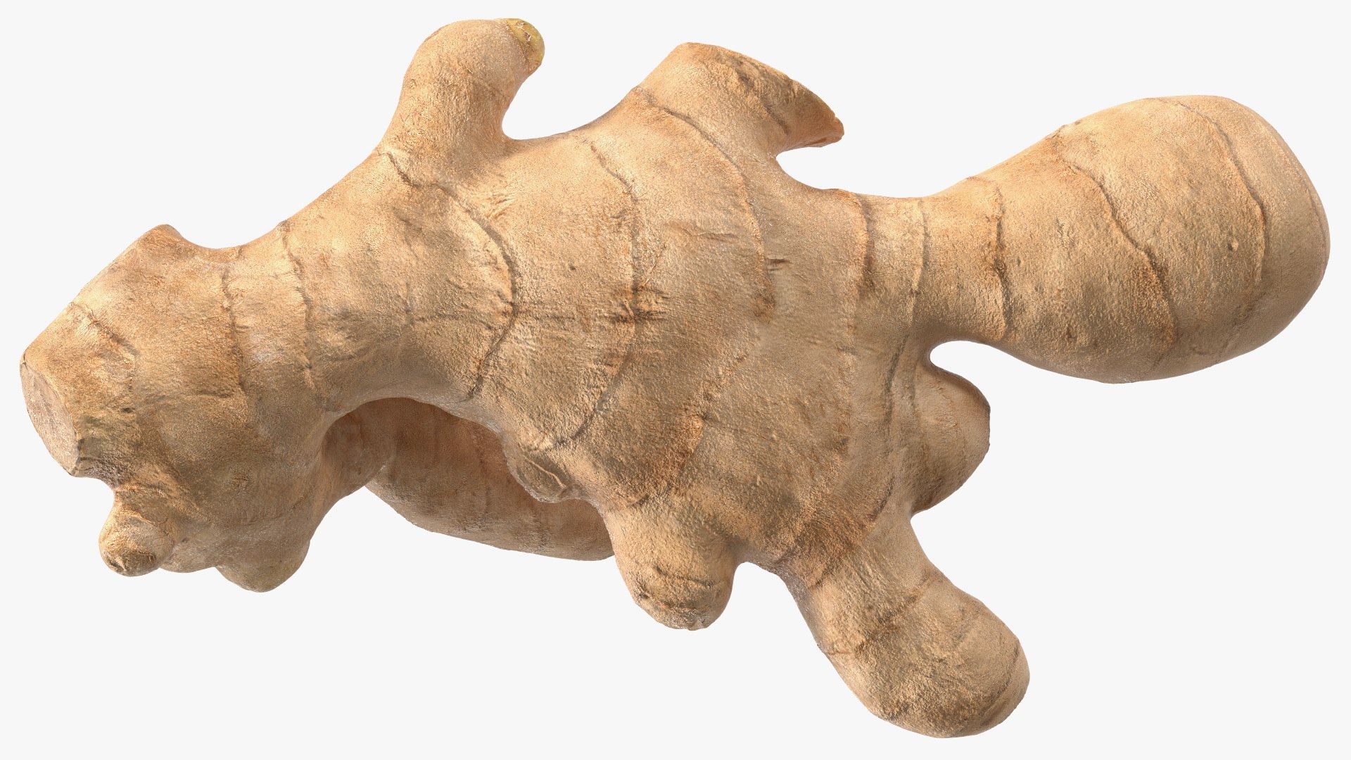 3D Ginger Without Part https://p.turbosquid.com/ts-thumb/fl/9rn3yT/zr/gingerwithoutpartc4dmodel013/jpg/1651218439/1920x1080/fit_q87/63d2e596433b8fac60b9ea169a1fb1b26d372cc8/gingerwithoutpartc4dmodel013.jpg