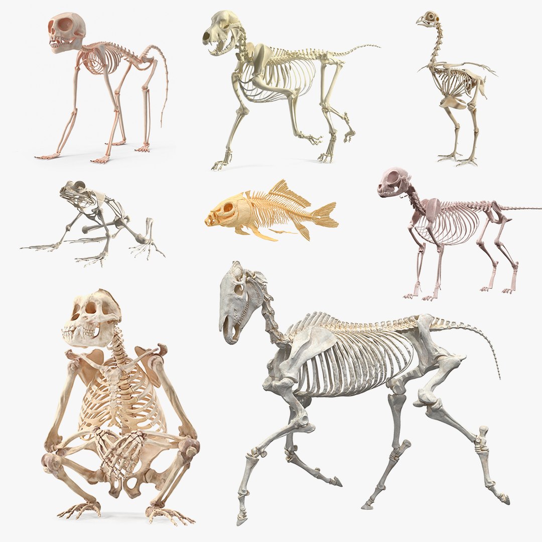 Animal Skeletons Collection 5 3D model https://p.turbosquid.com/ts-thumb/fl/CgyU5H/bs/animal_skeletons_collection_5_000/jpg/1777465192/1920x1080/fit_q87/6afa62aaf0bb53f456f75415b1f1885b8251edab/animal_skeletons_collection_5_000.jpg