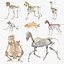 Coleção de Esqueletos de Animais 5