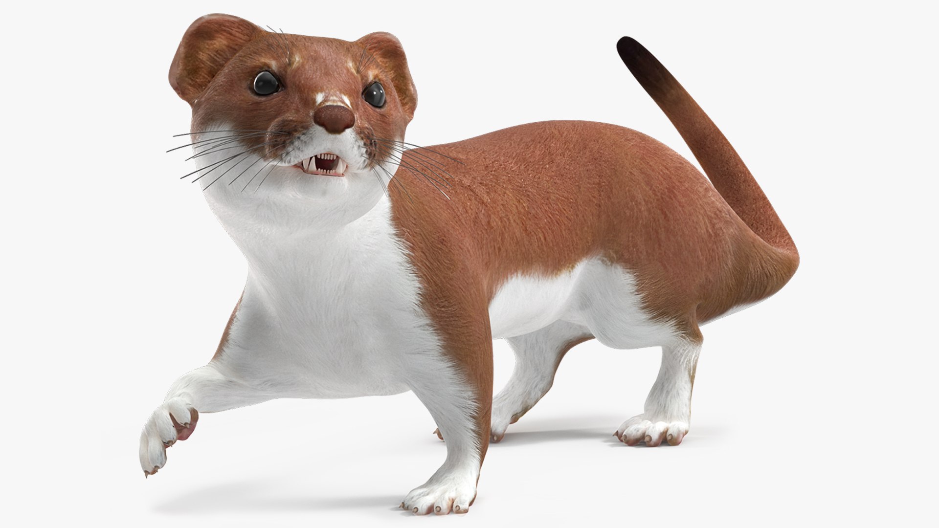 Eurasian Stoat Brown Rigged 3D model preview