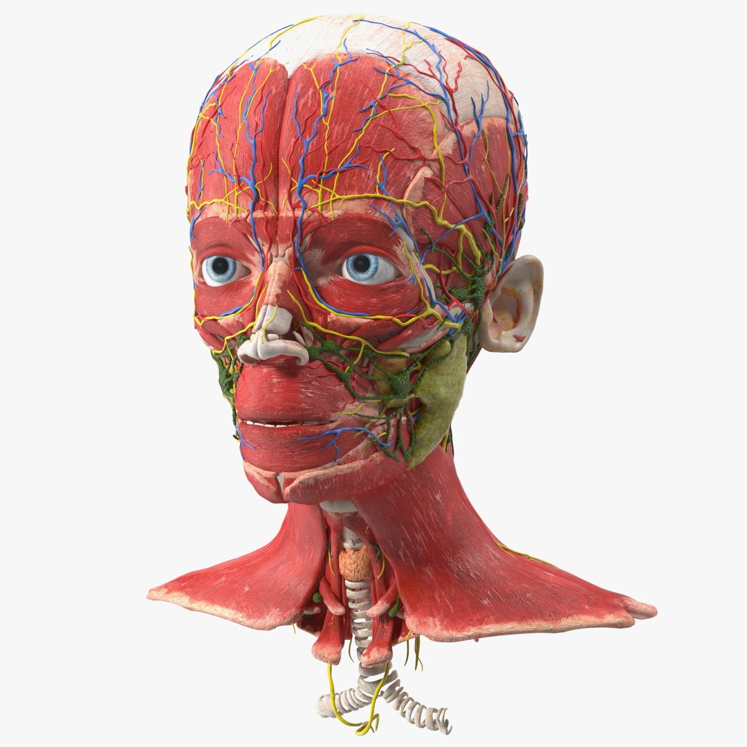 Young Man Anatomy Head 3D model preview