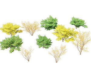 3D Lindera benzoin - Spicebush