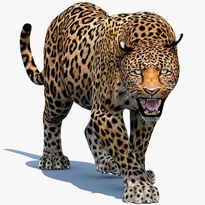 Leopard Animated v1