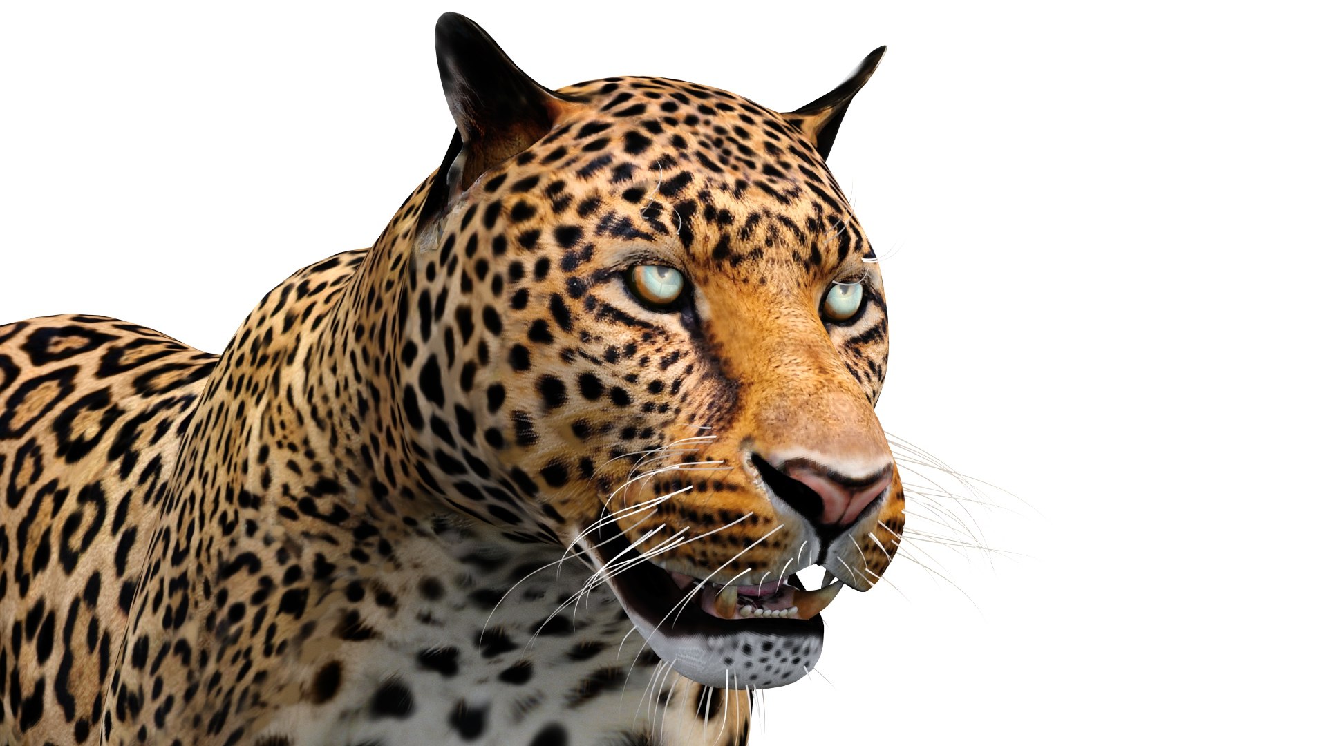 3d leopard cat animation model https://p.turbosquid.com/ts-thumb/fl/fryyDw/JZ/leopard3dmodelanimated14/jpg/1690276774/1920x1080/fit_q87/ca8ee4d7211055996cd68a2d5f2309a1c9d957b2/leopard3dmodelanimated14.jpg