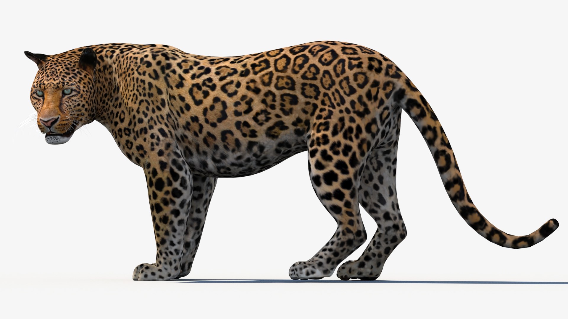 3d leopard cat animation model