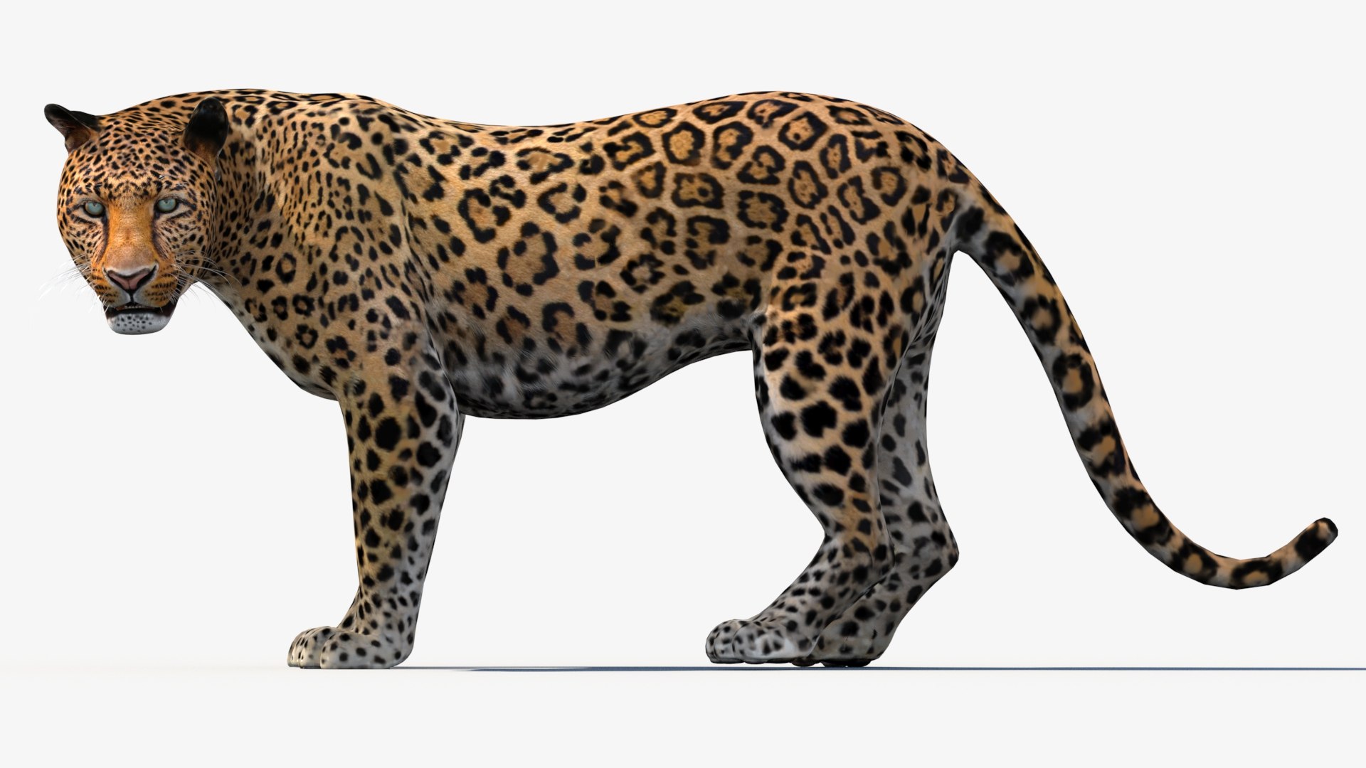 3d leopard cat animation model