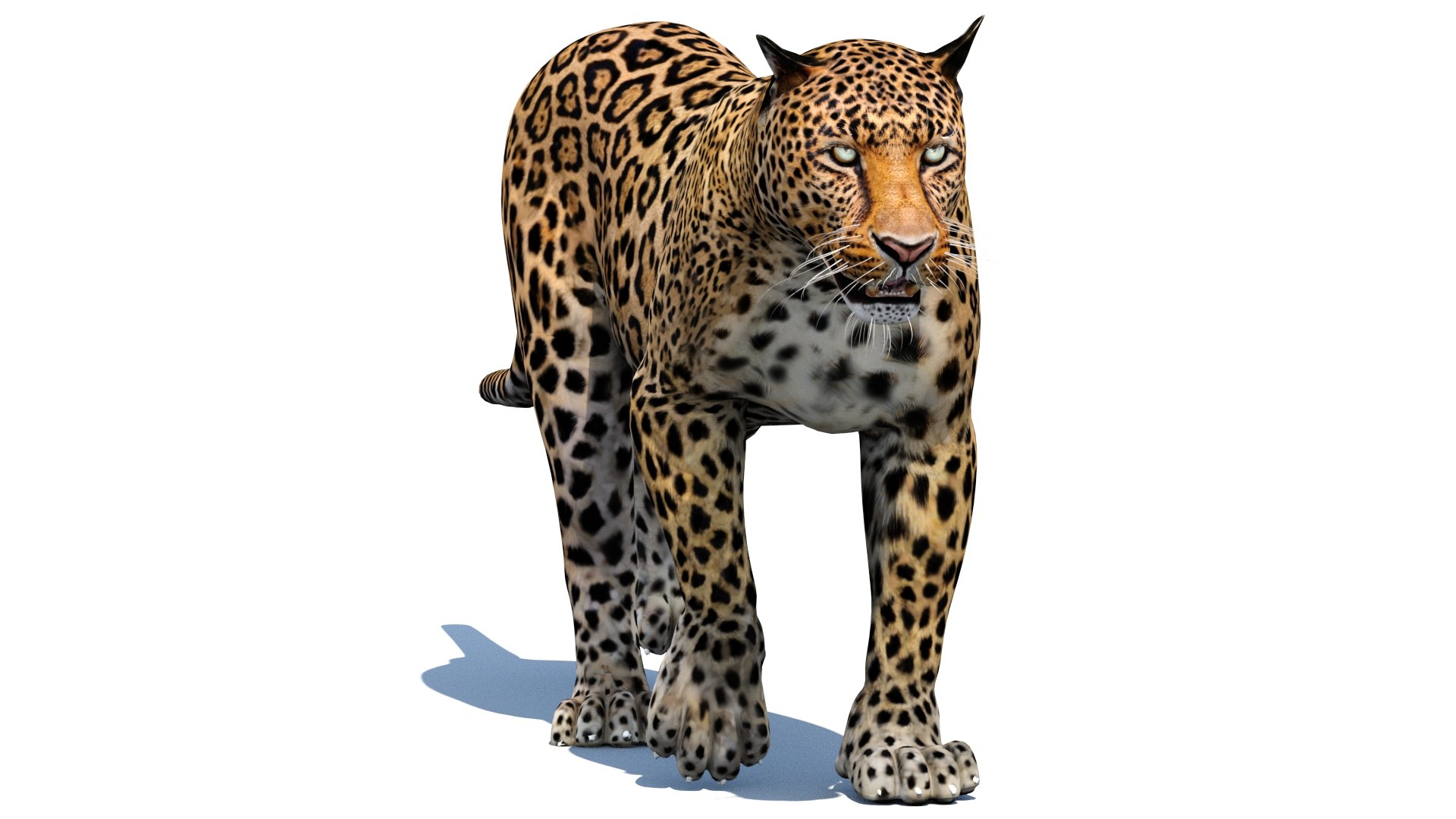 3d leopard cat animation model https://p.turbosquid.com/ts-thumb/fl/fryyDw/az/leopard3dmodelanimated07/jpg/1690276771/1920x1080/fit_q87/412744961d6d8735801b73ee2e5fd73d5b57b6aa/leopard3dmodelanimated07.jpg