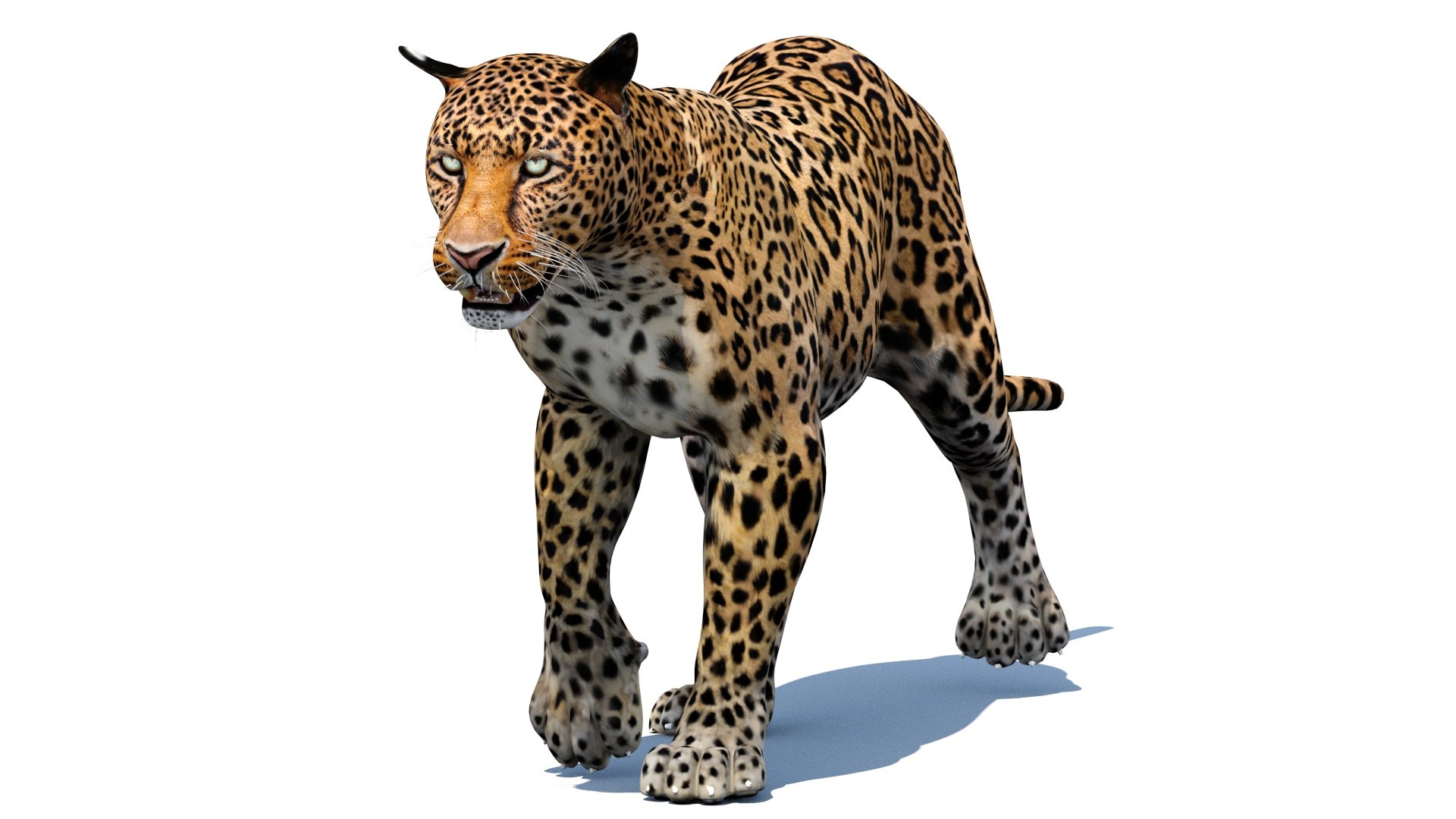 3d leopard cat animation model https://p.turbosquid.com/ts-thumb/fl/fryyDw/fB/leopard3dmodelanimated08/jpg/1690276771/1920x1080/fit_q87/9a52b9a54926c80ed27db042a7db494534ed87e9/leopard3dmodelanimated08.jpg
