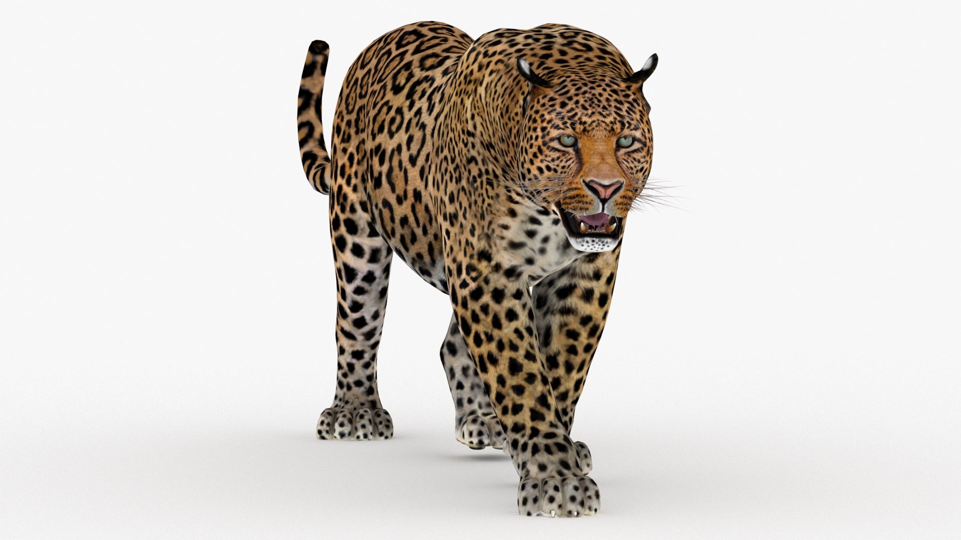 3d leopard cat animation model https://p.turbosquid.com/ts-thumb/fl/fryyDw/fz/leopard3dmodelanimatedvray/jpg/1690276776/1920x1080/fit_q87/83e339426bf3469458b794c1c526bb2f2bb61a70/leopard3dmodelanimatedvray.jpg