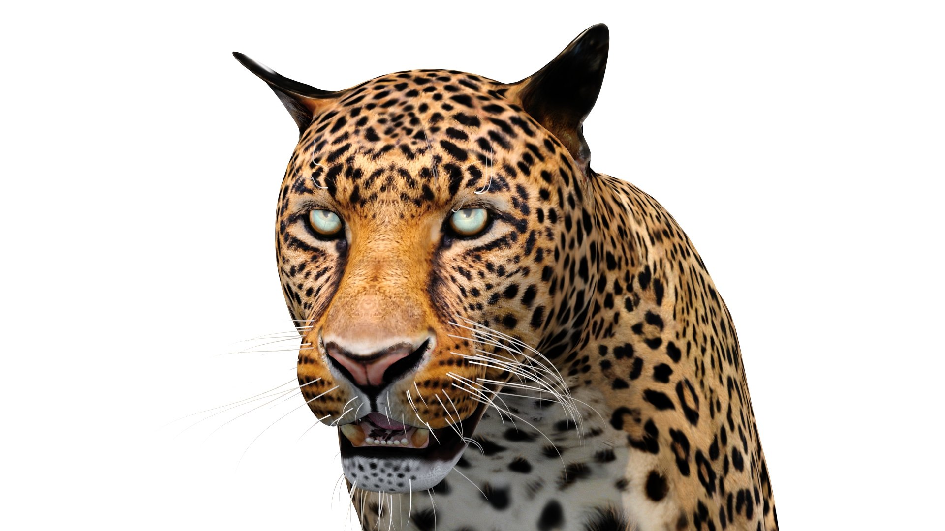 3d leopard cat animation model https://p.turbosquid.com/ts-thumb/fl/fryyDw/gN/leopard3dmodelanimated15/jpg/1690276774/1920x1080/fit_q87/4d9b57cced7a1e8dfa8e7f3aefefa774754bffa4/leopard3dmodelanimated15.jpg