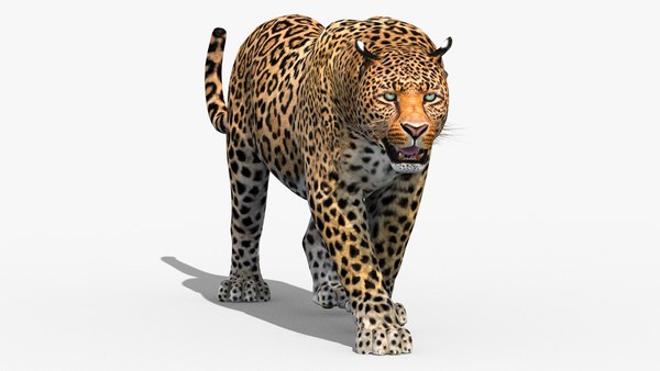 3d leopard cat animation model