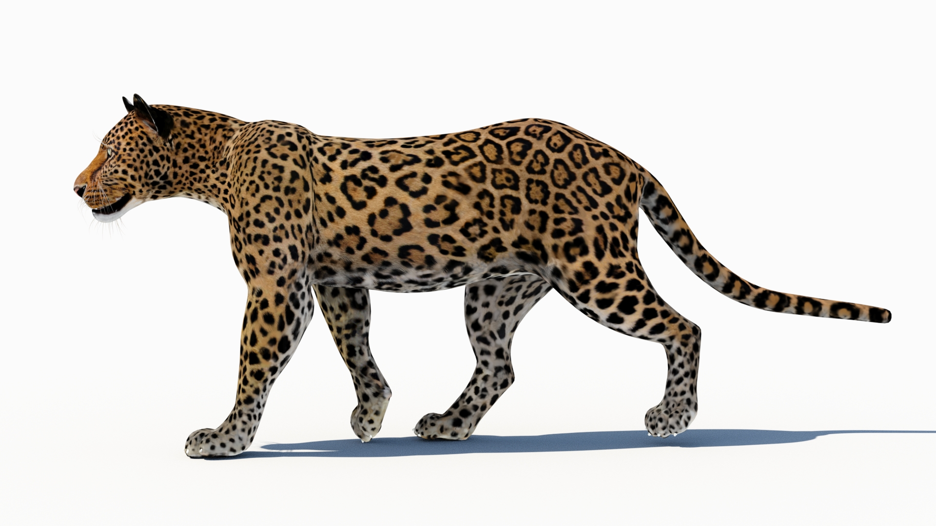 3d leopard cat animation model https://p.turbosquid.com/ts-thumb/fl/fryyDw/pz/animatedleopard3dmodelwalkside/jpg/1690402064/1920x1080/turn_fit_q99/111381cf5382913df73180d2e7ba0dc72804360c/animatedleopard3dmodelwalkside-1.jpg