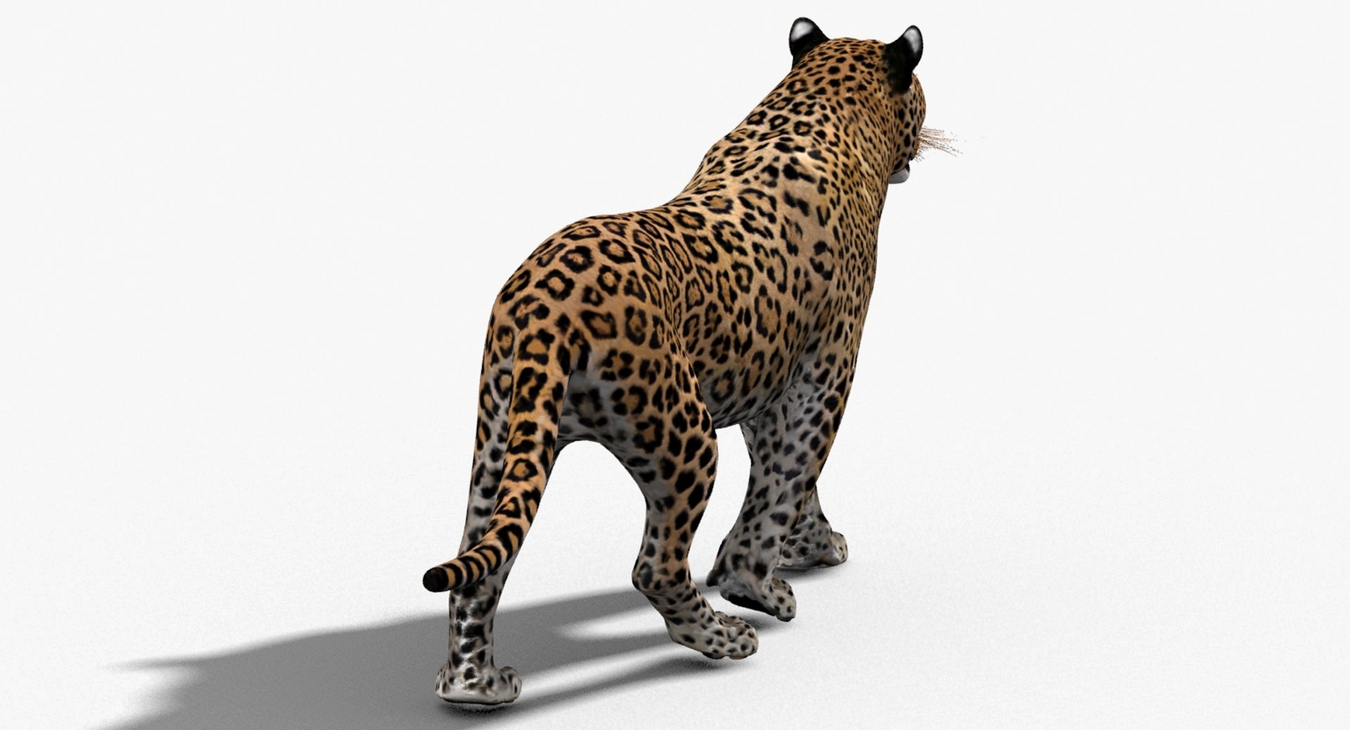 3d leopard cat animation model https://p.turbosquid.com/ts-thumb/fl/fryyDw/uG/leopard3dmodelanimated10/jpg/1690276772/1920x1080/fit_q87/d34bb108104b5944d40090b0d976c50ece834fb9/leopard3dmodelanimated10.jpg