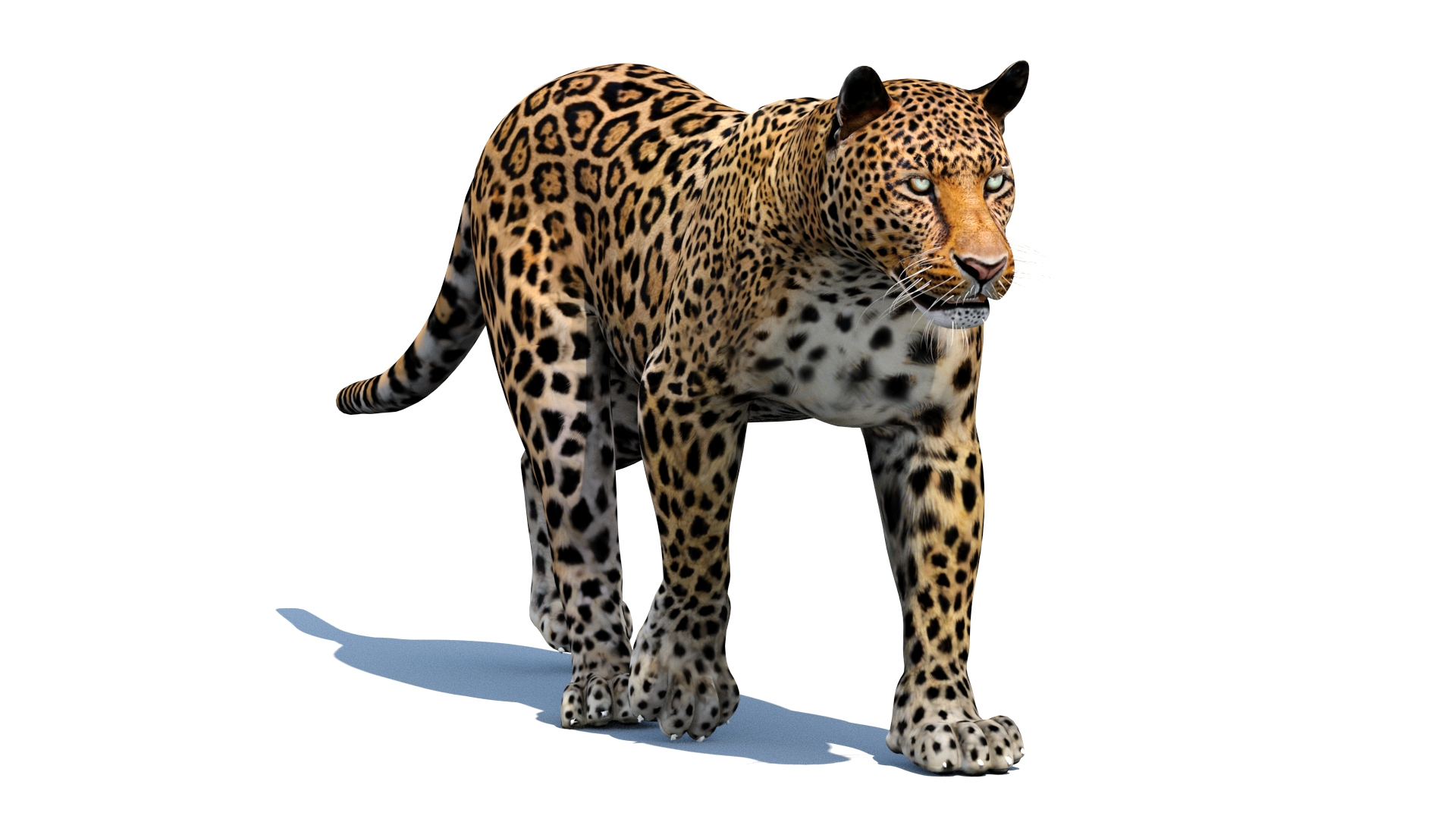 3d leopard cat animation model https://p.turbosquid.com/ts-thumb/fl/fryyDw/xL/animatedleopard3dmodelwalk/jpg/1690300926/1920x1080/turn_fit_q99/b1dcaec6013b57d73abd0b1bff267c47cd851b9f/animatedleopard3dmodelwalk-1.jpg
