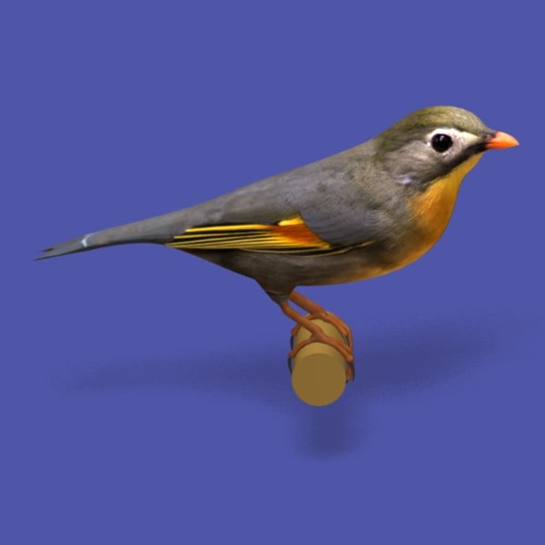 3d pekin robin ab model