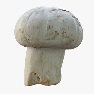 3D Champignon Mushroom 01