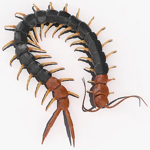 3D giant desert centipede scolopendra