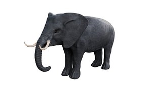 3D Elephant 3d