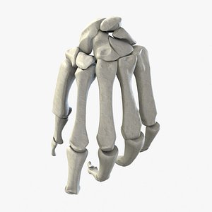 Human Hand Bones