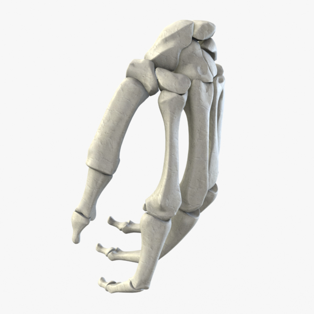 Bone 3d. Кость d3. Кость 3d model. Human Bones 3d model. Магнит 3d кость.