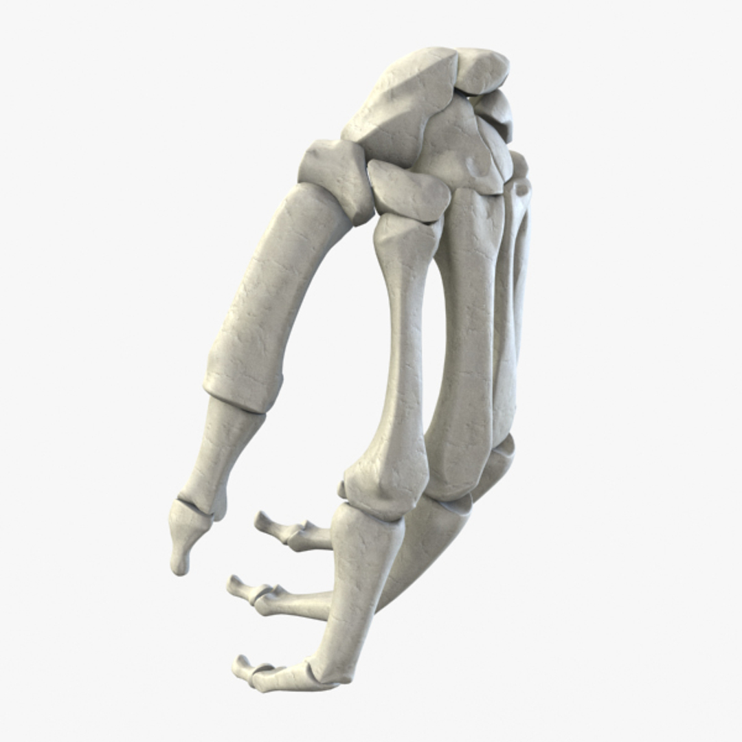 D bone. Кости в 3d моделировании. Кость 3d. Кость 3д изображение. Yamato 3d model with Bones.