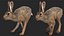 Maya 用にリグされた Hare Animated