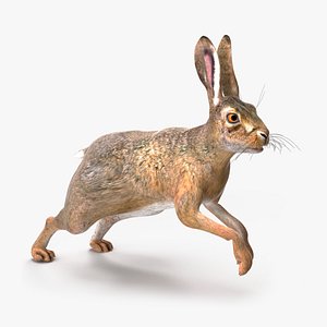 Hare  Animated Rigged for Maya 3D model